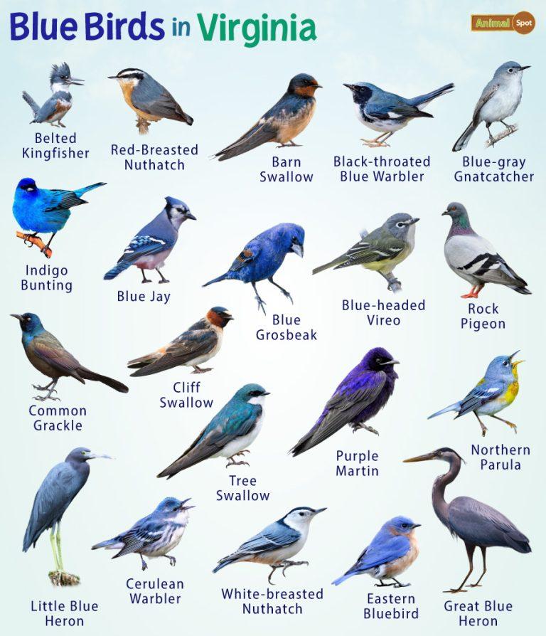 Blue Birds in Virginia – Facts, List, Pictures