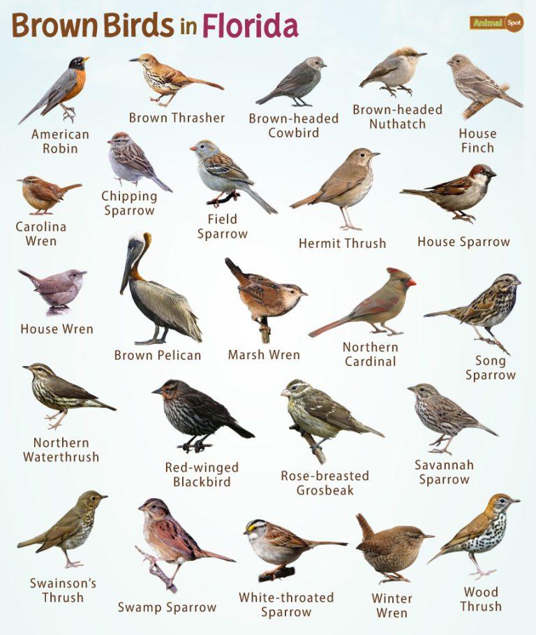 Brown Birds in Florida – Facts, List, Pictures