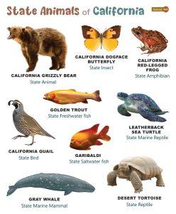 List Of Animals That Live In California (With Pictures)