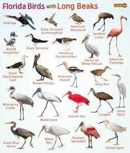 Florida Birds With Long Beaks – Facts, List, Pictures