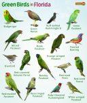 Green Birds in Florida – Facts, List, Pictures