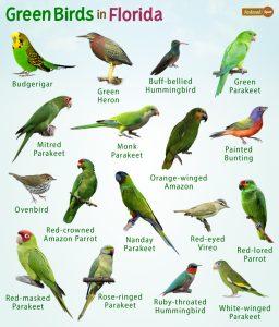 Green Birds In Florida – Facts, List, Pictures