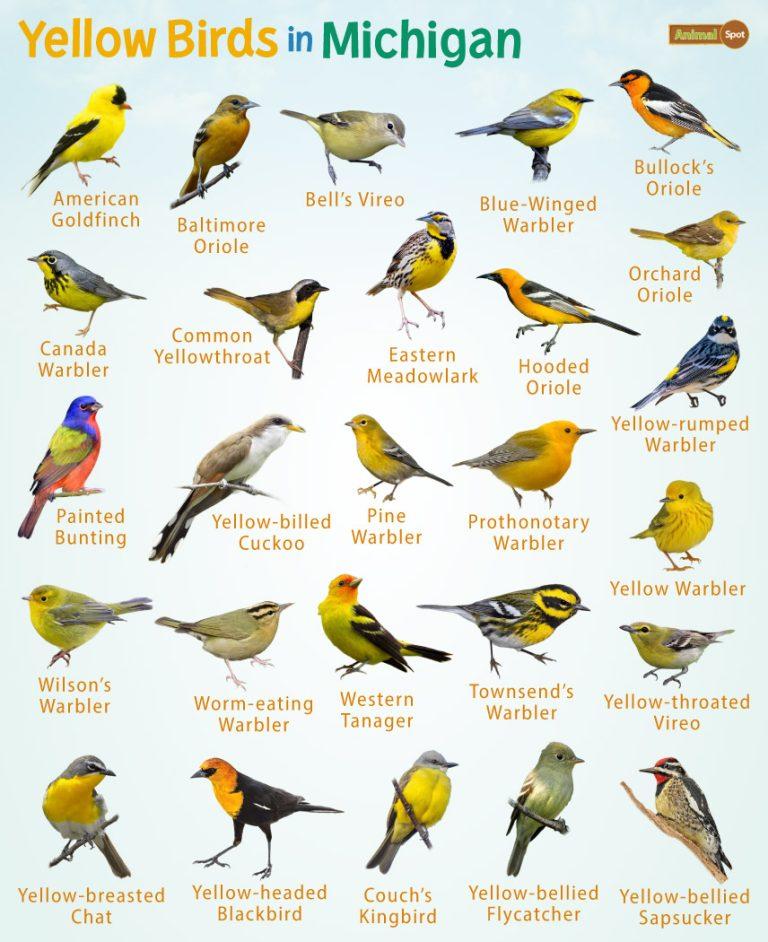 Yellow Birds in Michigan – Facts, List, Pictures