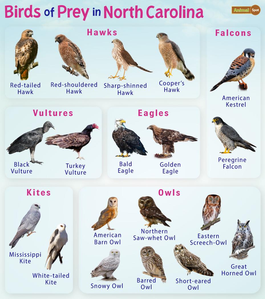Birds of Prey in North Carolina – Facts, List, Pictures