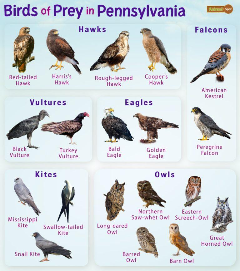 Birds Of Prey In Pennsylvania Facts List Pictures   Pennsylvania Birds Of Prey PA 768x868 