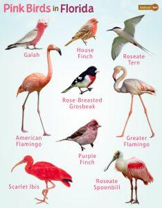 Pink Birds in Florida – Facts, List, Pictures