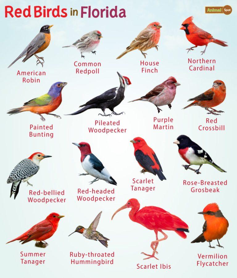 Red Birds in Florida – Facts, List, Pictures