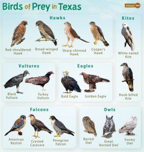 Birds of Prey in Texas – Facts, List, Pictures