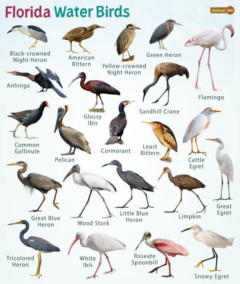 Florida Water Birds– Facts, List, Pictures