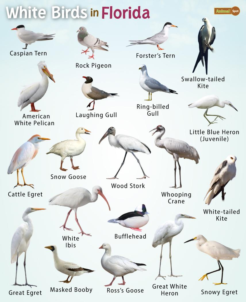 White Birds in Florida – Facts, List, Pictures