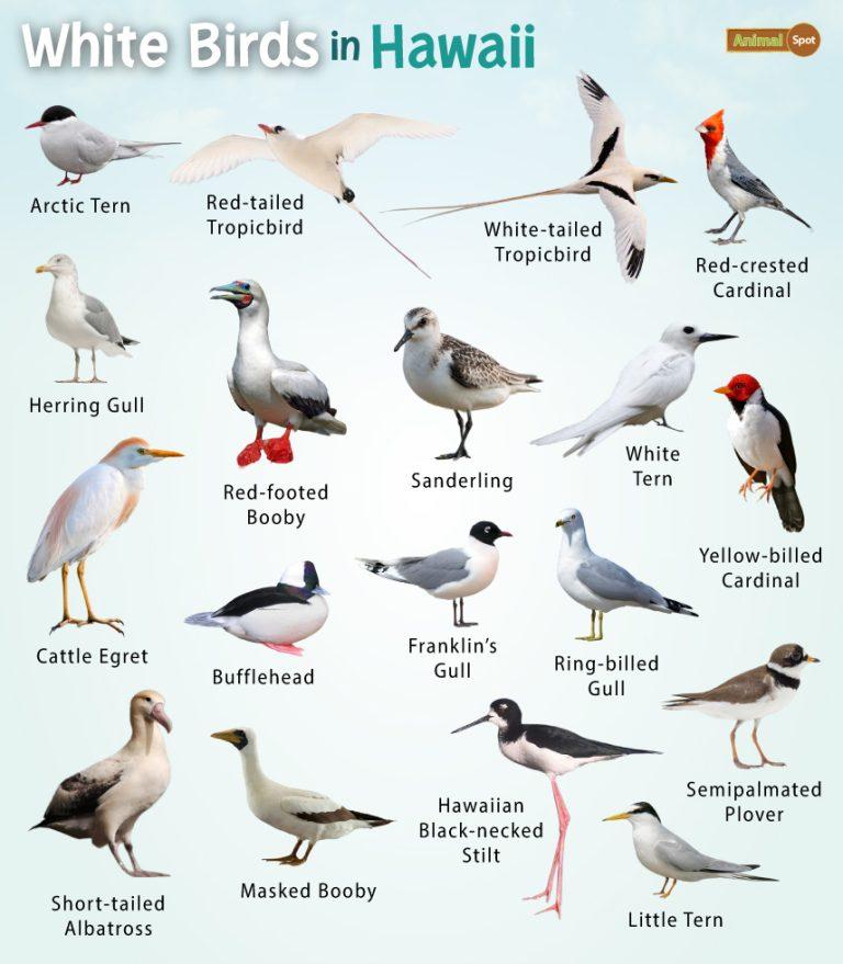 White Birds in Hawaii – Facts, List, Pictures