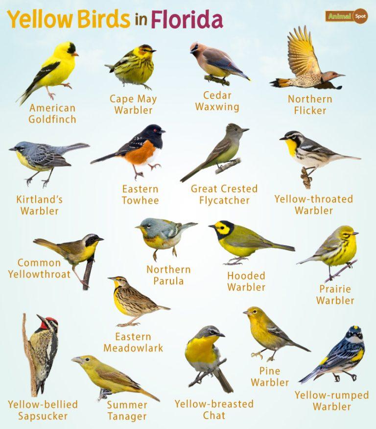 Yellow Birds in Florida – Facts, List, Pictures