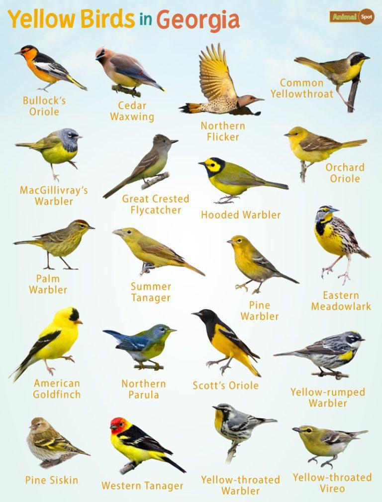 Yellow Birds in Georgia – Facts, List, Pictures