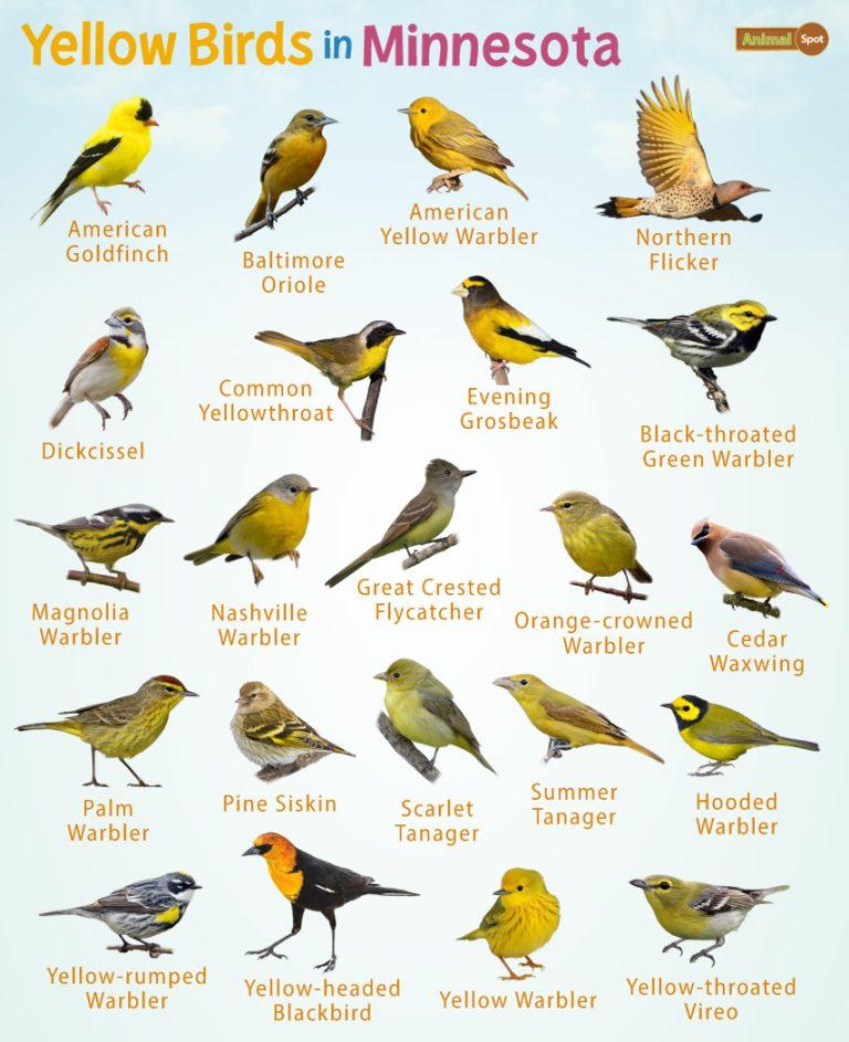 Yellow Birds in Minnesota – Facts, List, Pictures