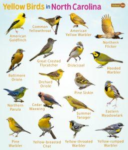 Yellow Birds in North Carolina – Facts, List, Pictures