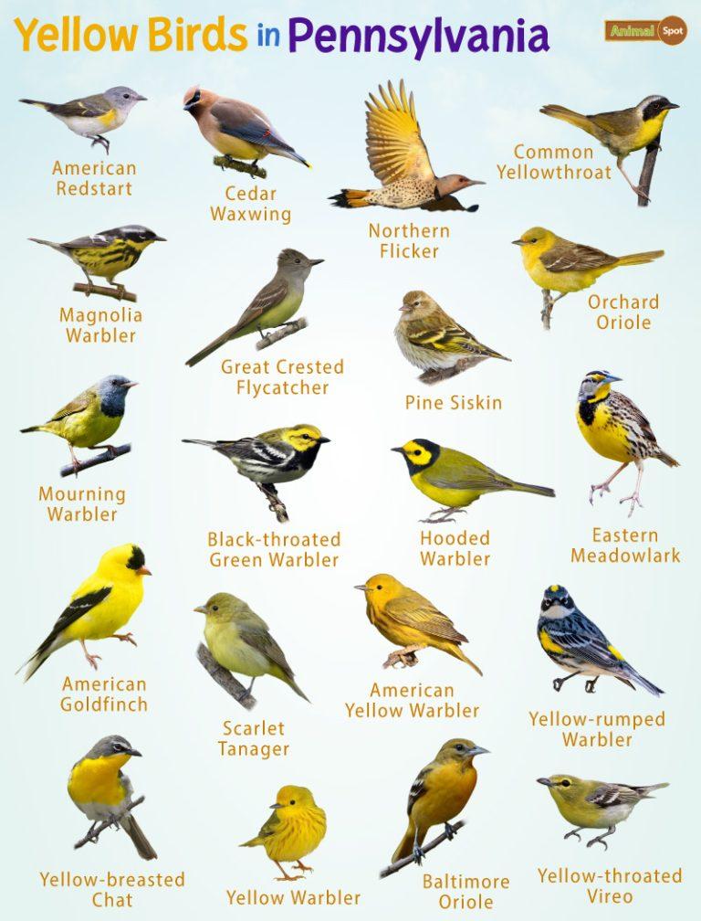 Yellow Birds in Pennsylvania – Facts, List, Pictures