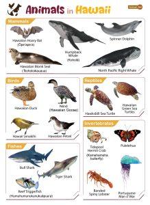 List Of Animals That Live In Hawaii (with Pictures)