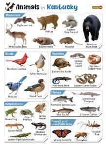 List of Animals That Live in Kentucky (With Pictures)