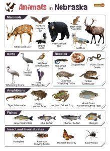 List of Animals That Live in Nebraska (With Pictures)