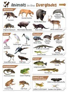 Animals That Live in the Everglades - List With Pictures