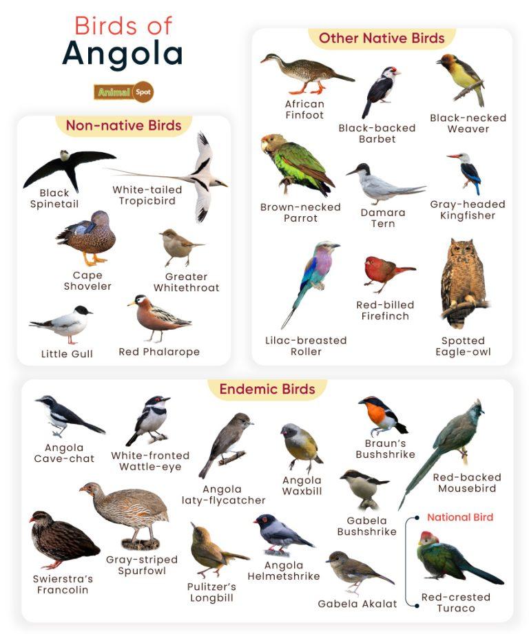 List of Birds Found in Angola with Pictures