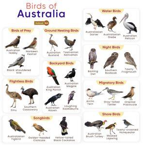 List of Birds Found in Australia with Pictures