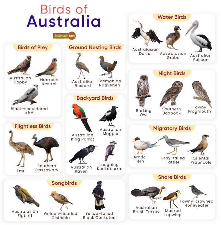 List Of Birds Found In Australia With Pictures 0130