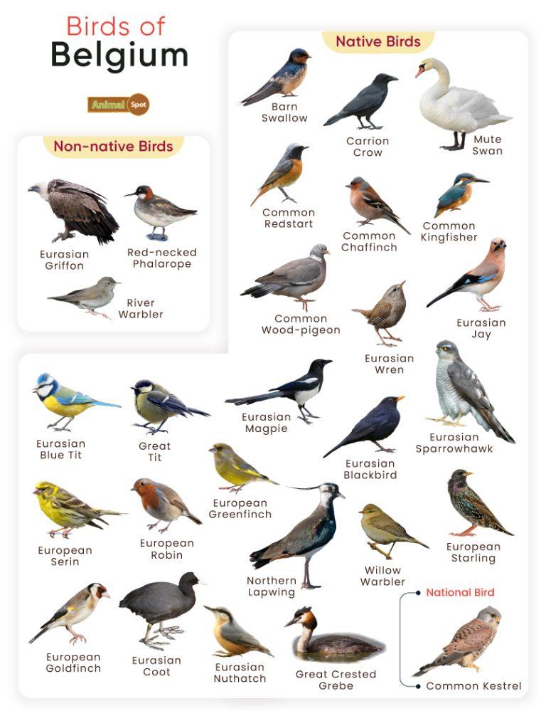 List of Birds Found in Belgium with Pictures