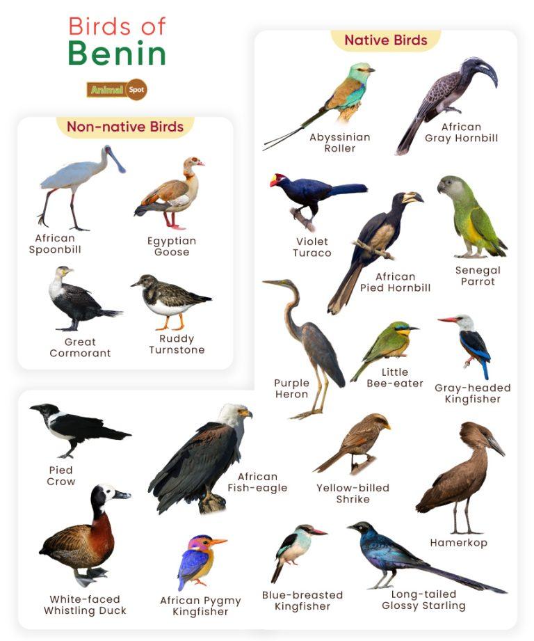 List of Birds Found in Benin with Facts & Pictures