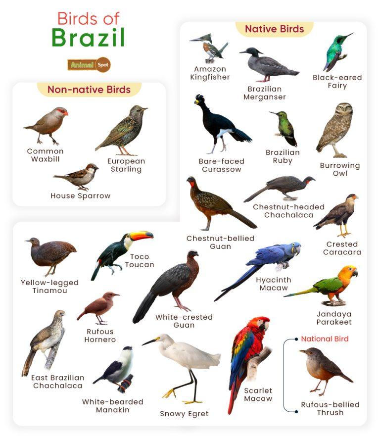 List of Birds Found in Brazil with Pictures