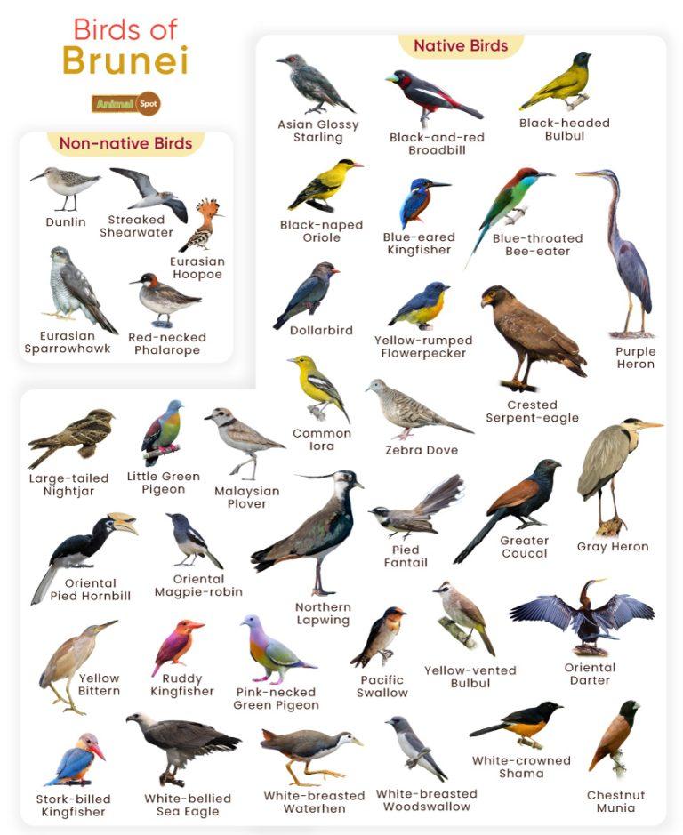 List of Birds Found in Brunei with Pictures