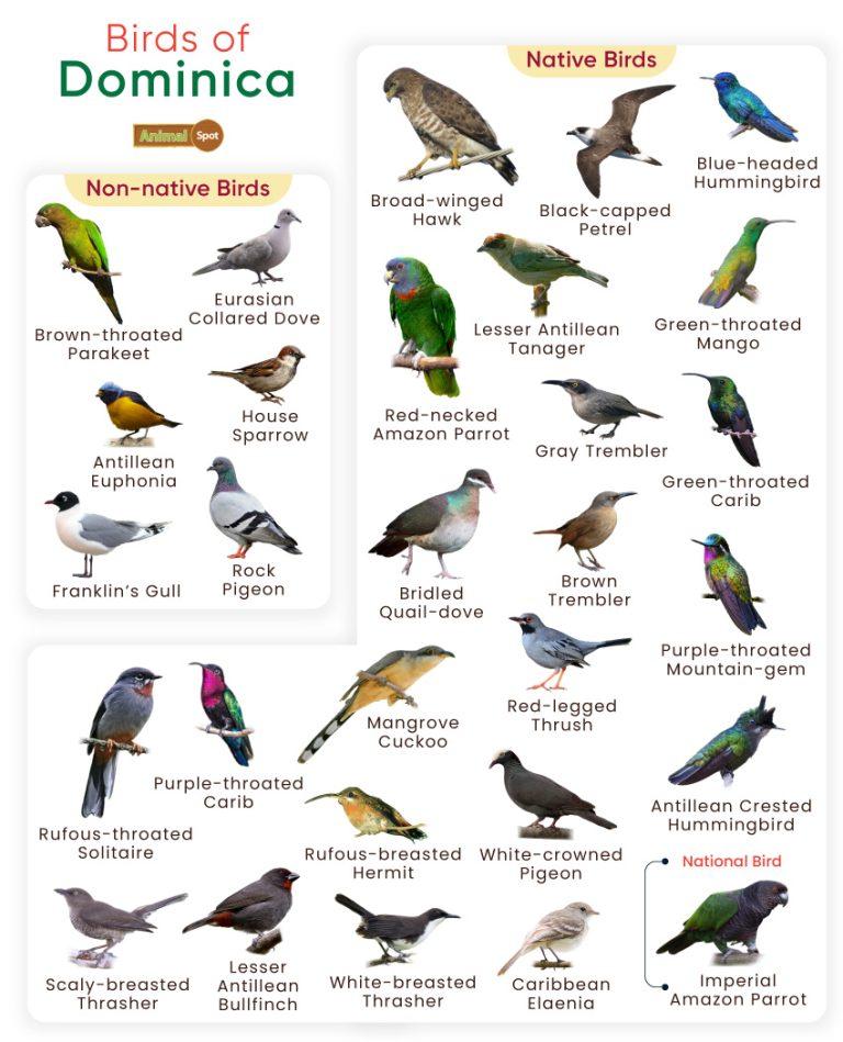 List of Birds Found in Dominica with Pictures