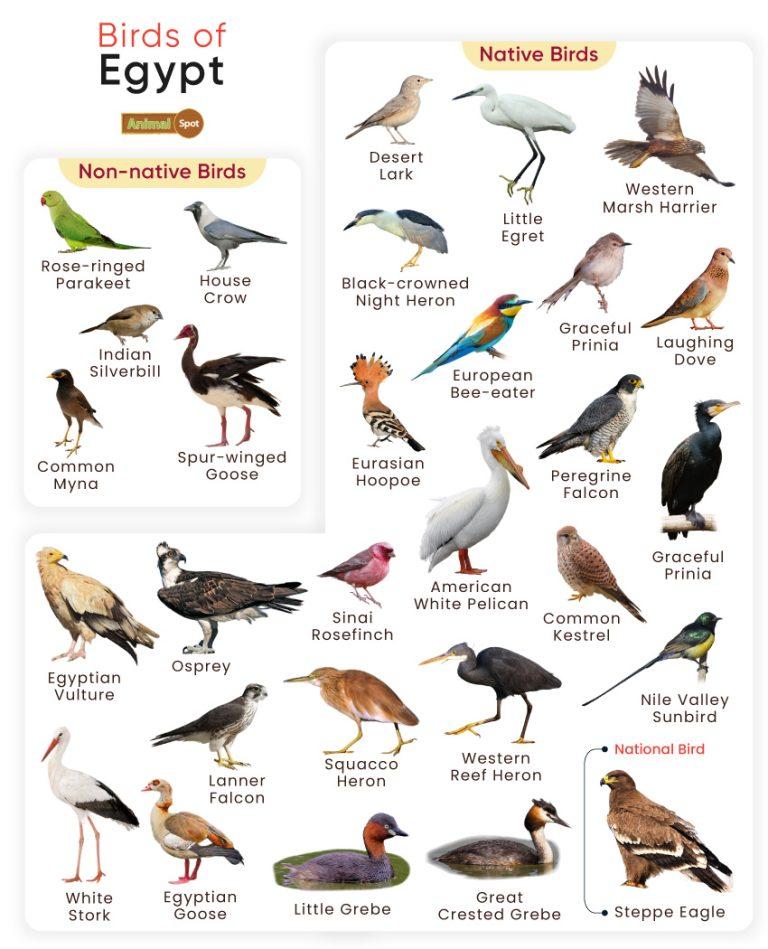 List of Birds Found in Egypt with Pictures