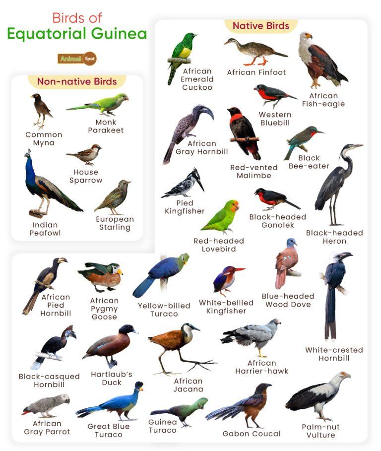 List of Birds Found in Equatorial Guinea with Pictures