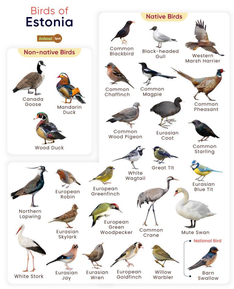 List of Birds Found in Estonia with Pictures