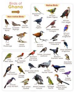 List Of Birds Found In Ghana With Pictures