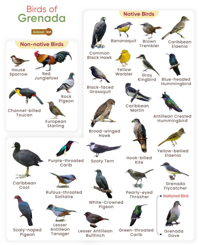 List of Birds Found in Grenada with Pictures