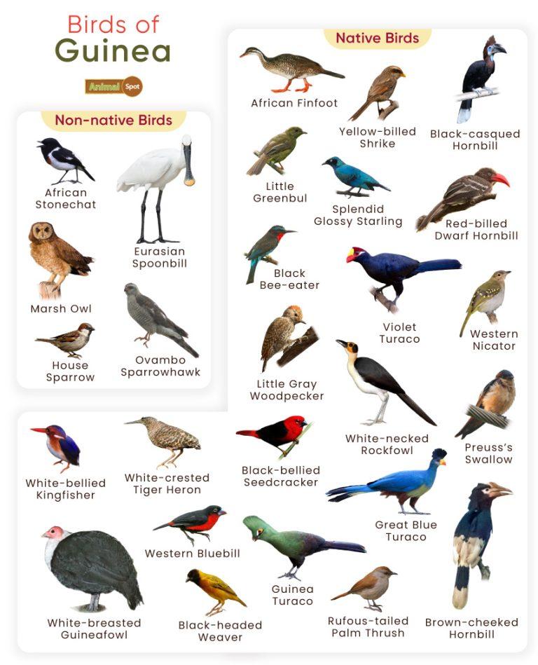 List of Birds Found in Guinea with Pictures