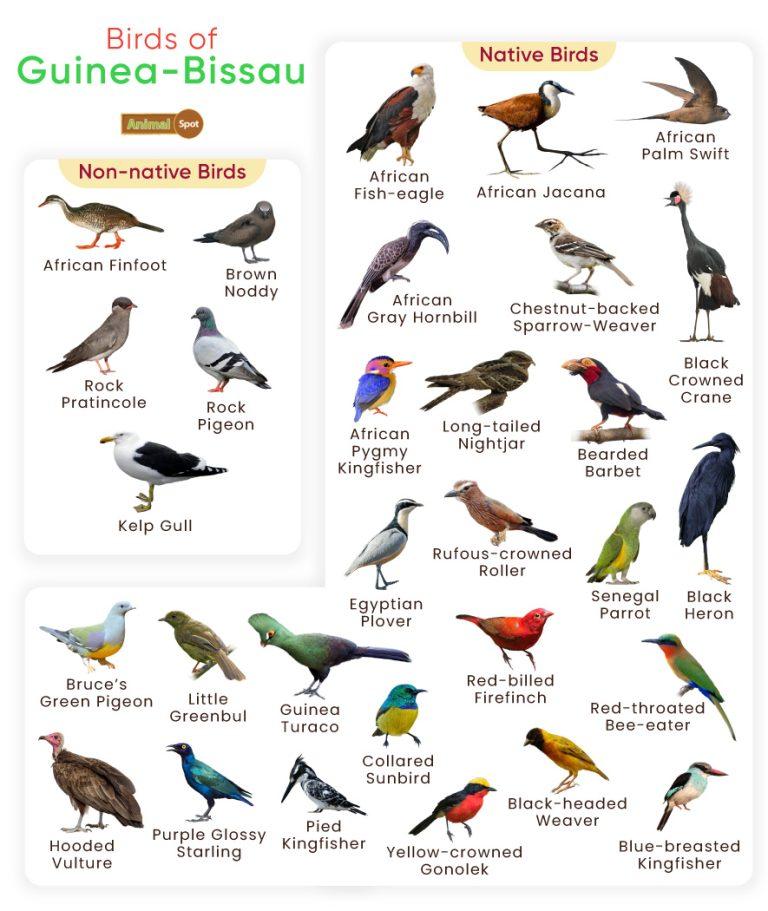 List Of Birds Found In Guinea-bissau With Pictures