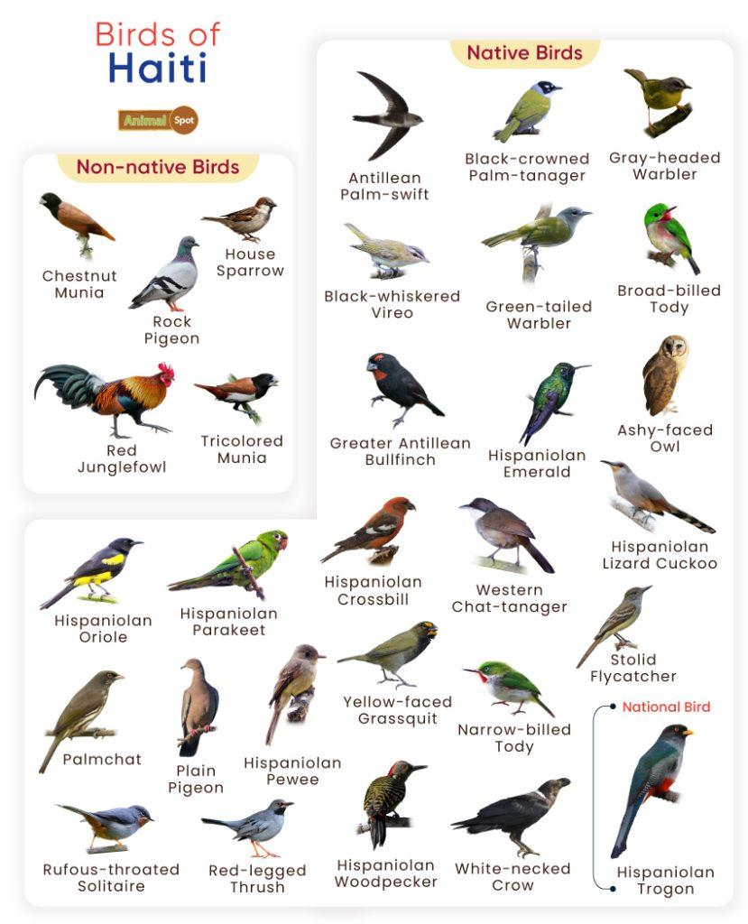 Birds of Haiti