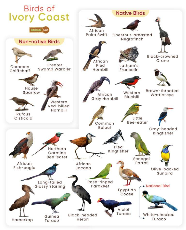 List of Birds Found in Ivory Coast with Pictures