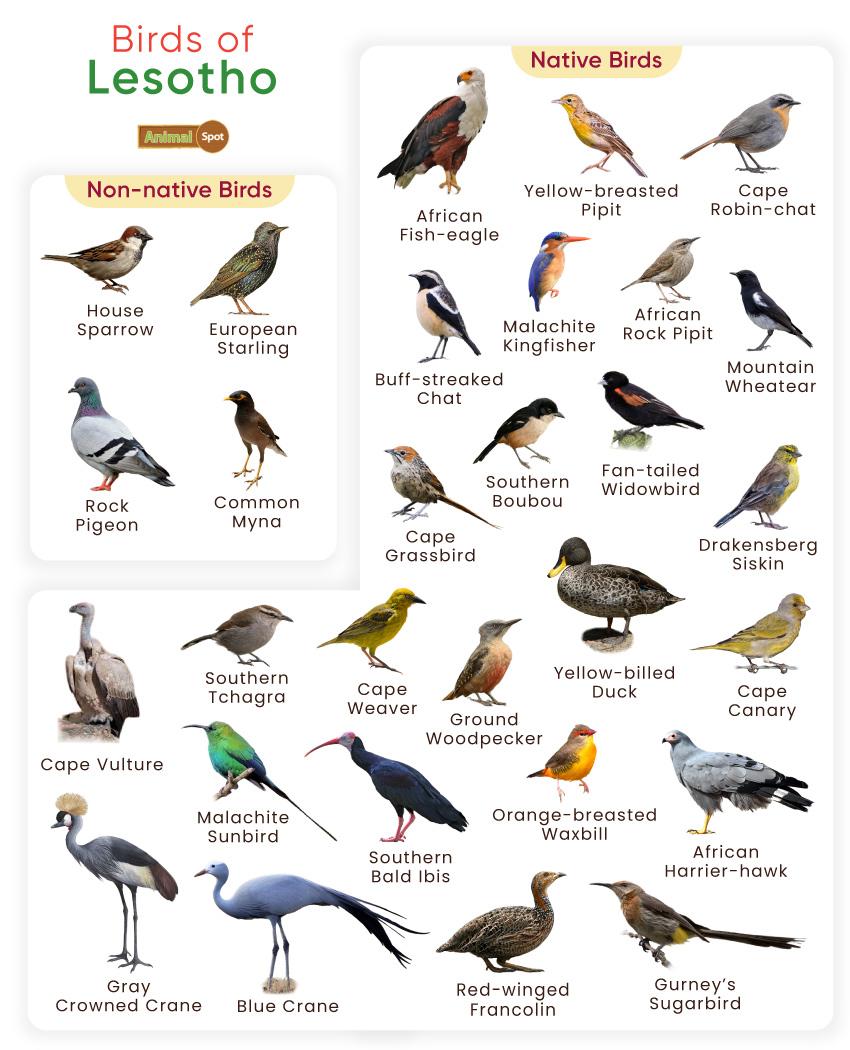 Birds of Lesotho