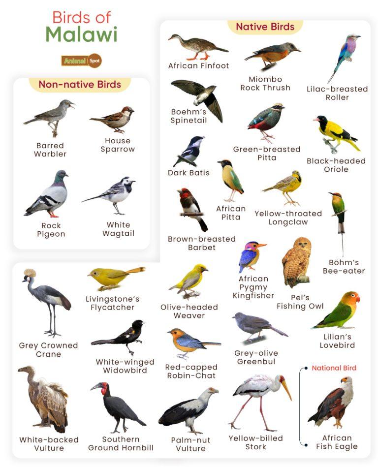 List of Birds Found in Malawi with Pictures