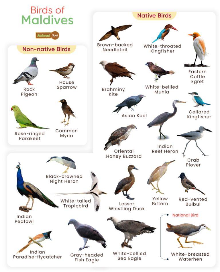 List of Birds Found in Maldives with Pictures