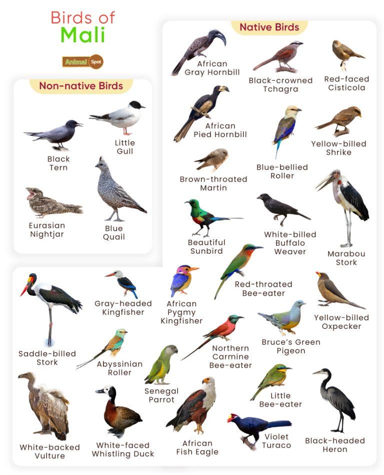 List of Birds Found in Mali with Pictures