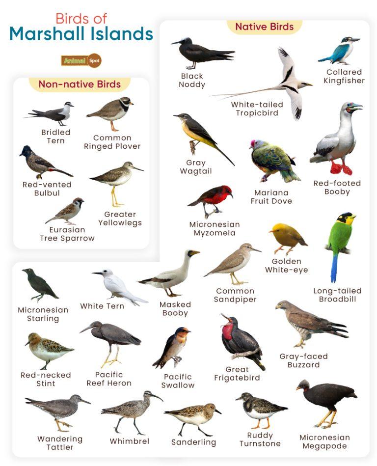 List Of Birds Found In The Marshall Islands With Pictures