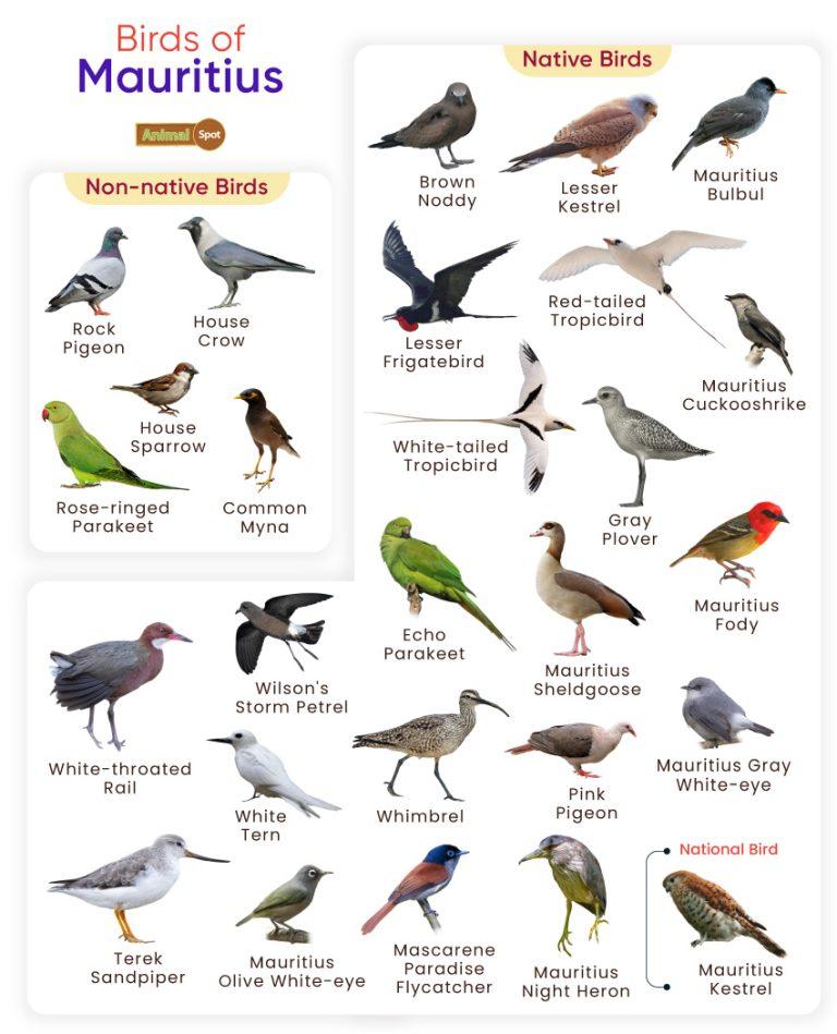 List of Birds Found in Mauritius with Pictures