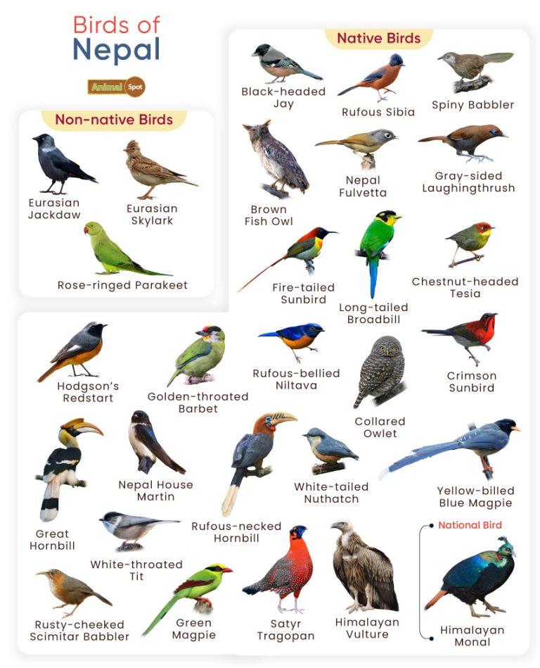 List of Birds Found in Nepal with Pictures