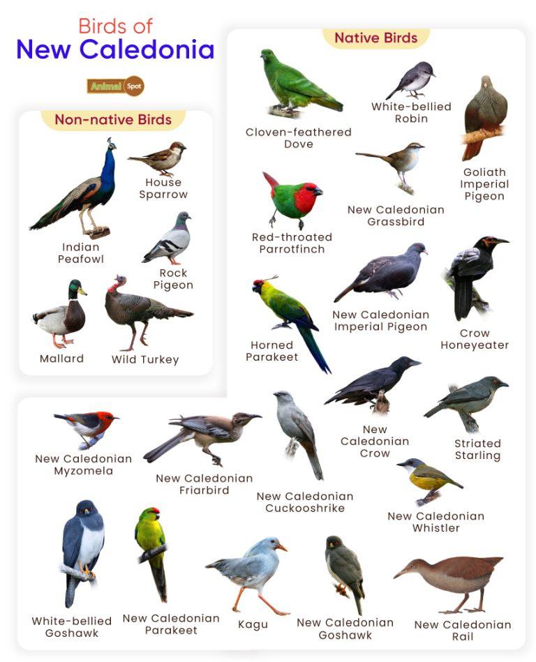 List of Birds Found in New Caledonia with Pictures