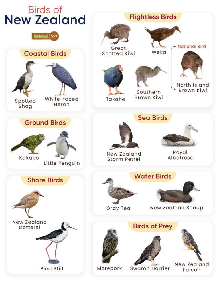 List of Birds Found in New Zealand with Pictures